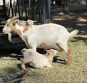 A baby goat nursing from its mother outdoors.