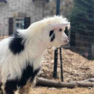 A fluffy white and black baby goat with a curious expression.