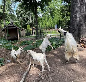 A goat with three kids in a sunny forested area near a wooden structure.