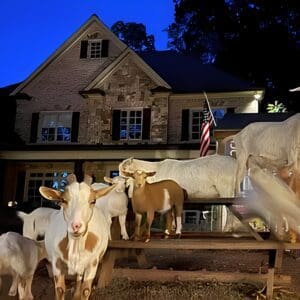Goats on a wooden table at night.