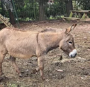 A donkey standing on dirt near a wooden fence and picnic table.