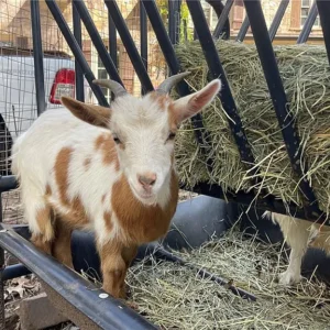A brown and white goat eating hay from a feeder.