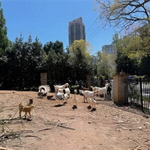 Goats roaming in a fenced urban area.