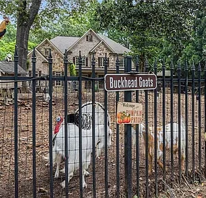 A large white rooster stands inside a fenced yard with a sign.