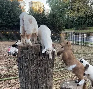 Four playful goats climbing and jumping around a tree stump in a park.