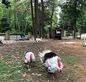 Two Muscovy ducks foraging on a grassy patch in a wooded area.